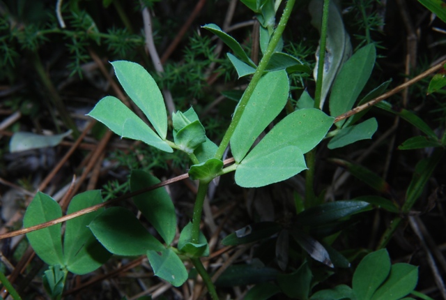 Fabacea - Tetragonolobus maritimus